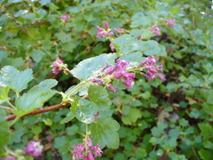 Ribes brandegeei