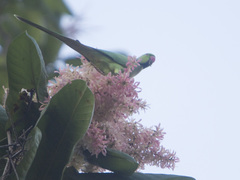 Psittacula krameri