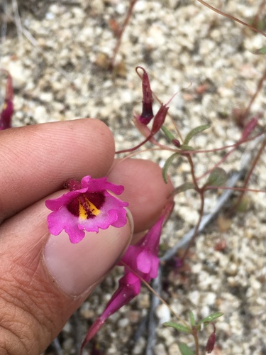 Image of Erythranthe diffusa by (c) Matt Berger, some rights reserved (CC BY)