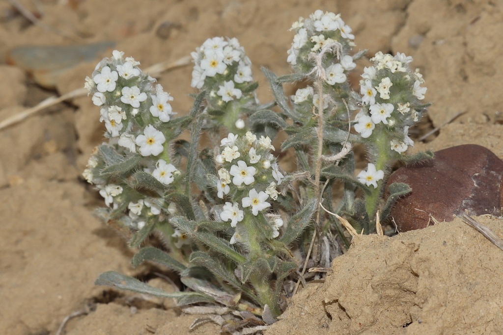 Perennial Cryptanthas (Oreocarya) - Botanical Realm