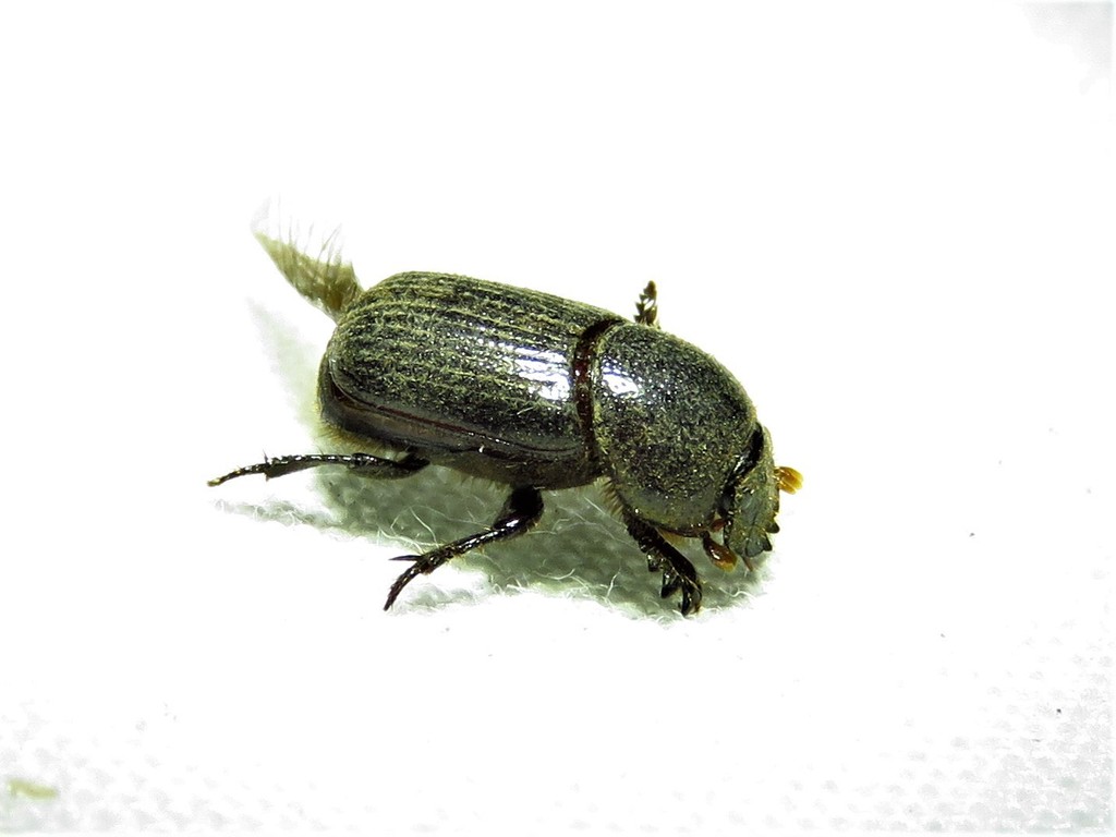 Stiptopodius