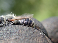 Osmia aurulenta