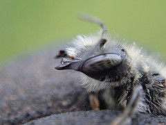 Osmia aurulenta