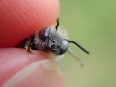 Osmia aurulenta