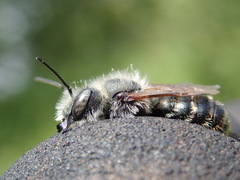 Osmia aurulenta