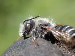 Osmia aurulenta