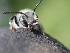Osmia aurulenta