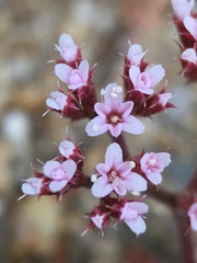 Chorizanthe leptotheca
