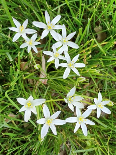 Ornithogalum umbellatum