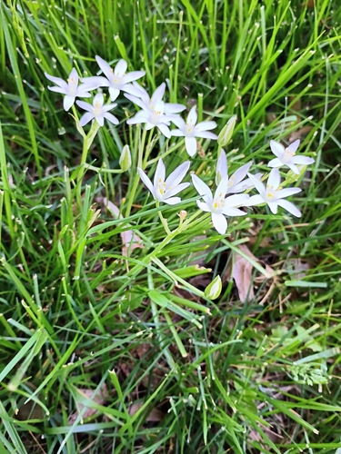 Ornithogalum umbellatum