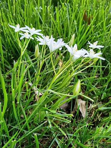 Ornithogalum umbellatum