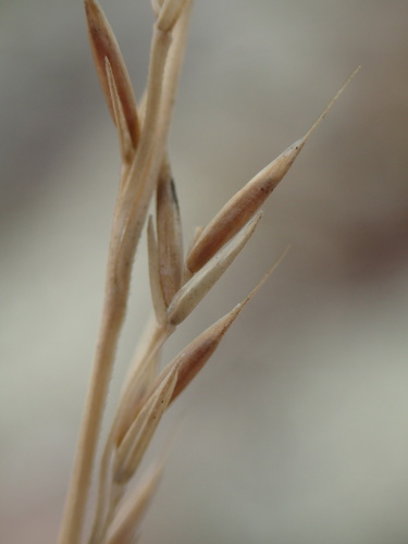 Image of Festuca saximontana by no rights reserved