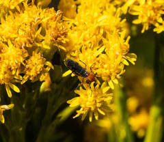 Dilophus occipitalis