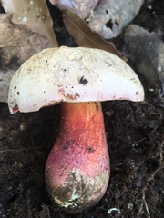 Rubroboletus