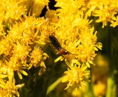 Dilophus occipitalis