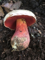 Rubroboletus