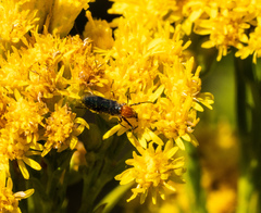 Dilophus occipitalis