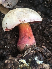 Rubroboletus