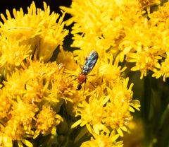 Dilophus occipitalis