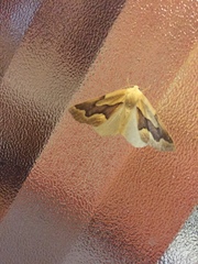 Sabulodes edwardsata