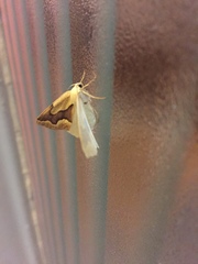 Sabulodes edwardsata