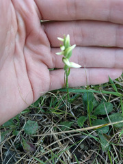 Spiranthes incurva