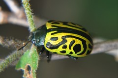 Calligrapha mexicana