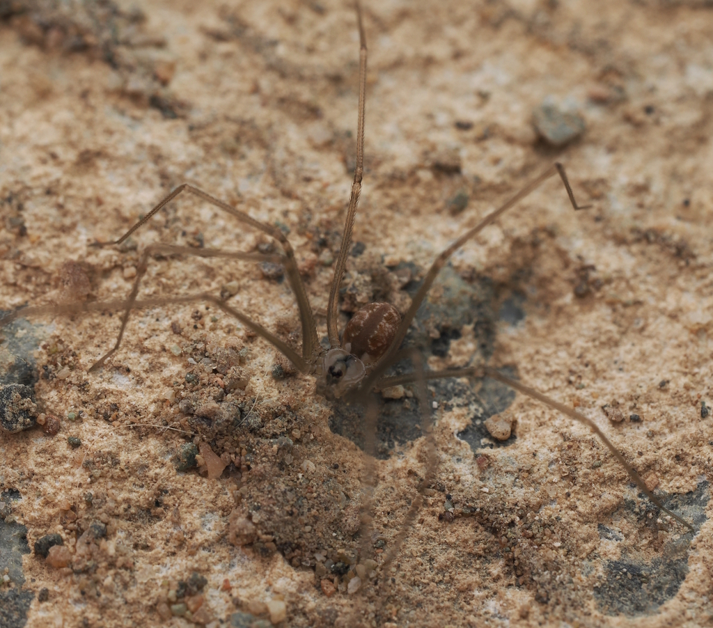 Northwestern Cellar Spider