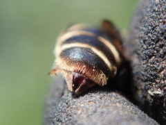 Andrena pandellei