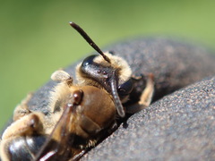 Andrena pandellei