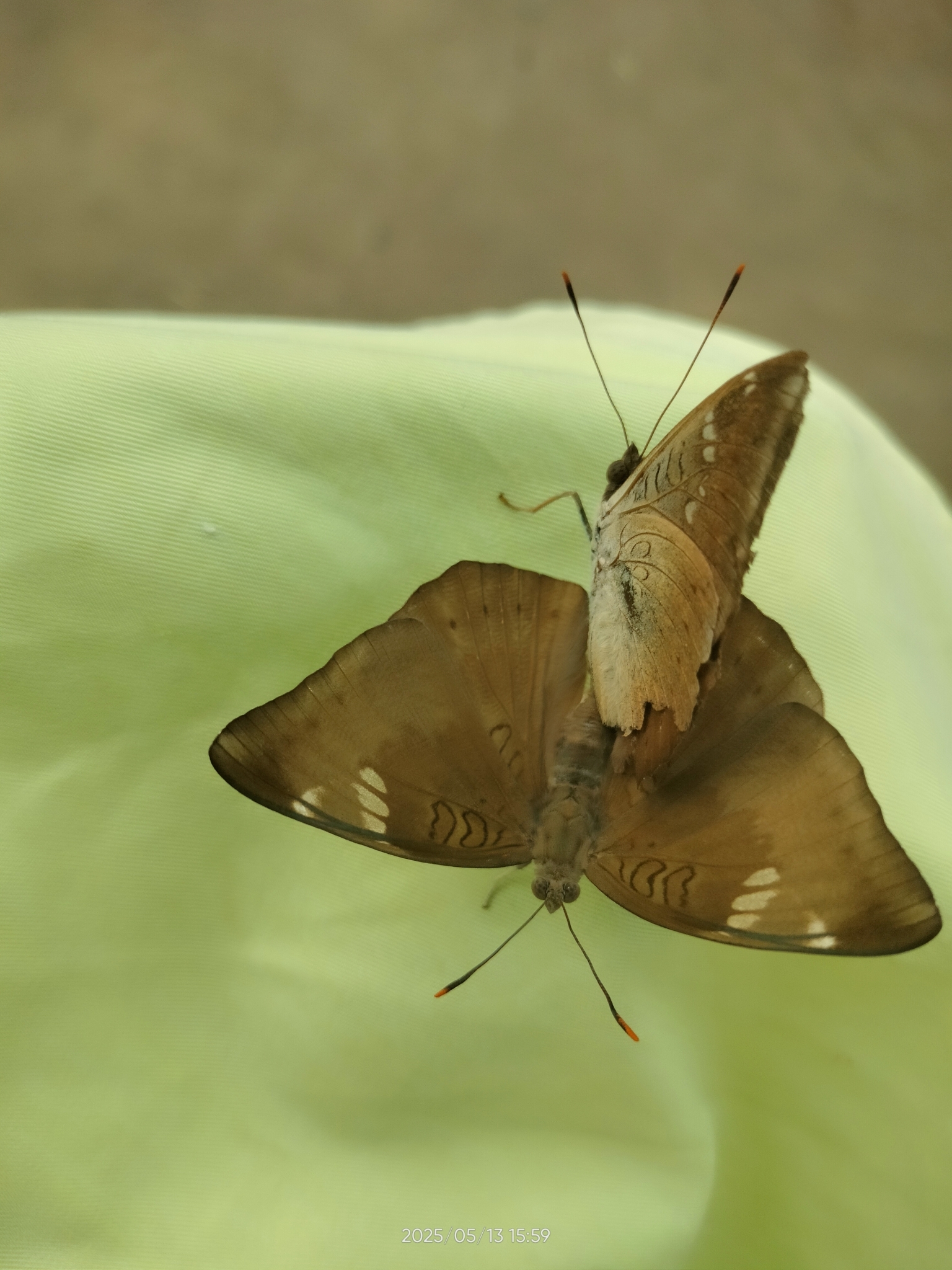 Common Baron
