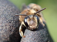 Andrena pandellei