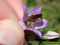 Andrena pandellei