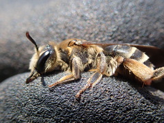 Andrena pandellei