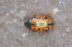 Calligrapha discrepans