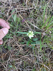 Spiranthes incurva