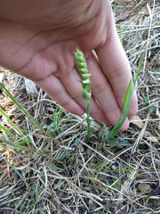 Spiranthes incurva