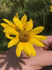 Helianthus occidentalis