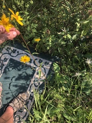 Helianthus occidentalis