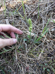Spiranthes incurva