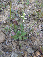 Spiranthes incurva