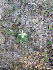 Spiranthes incurva