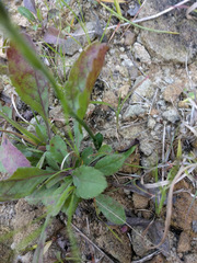 Spiranthes incurva