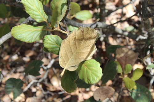 Quercus mcvaughii