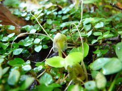 Corybas walliae