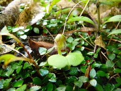Corybas walliae
