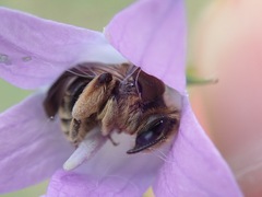 Andrena pandellei