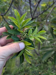Schinus terebinthifolius, recorded fruiting