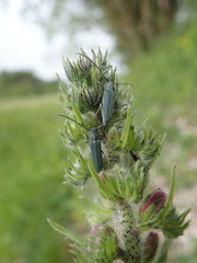Phytoecia caerulescens