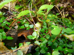 Corybas walliae